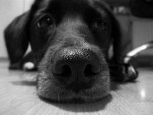 sad dog Reeling and Dealing with Client Loss