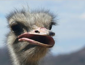 ostrich Contrast